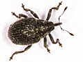 Ceutorhynchus typhae